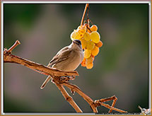 Fauvette a tete noire